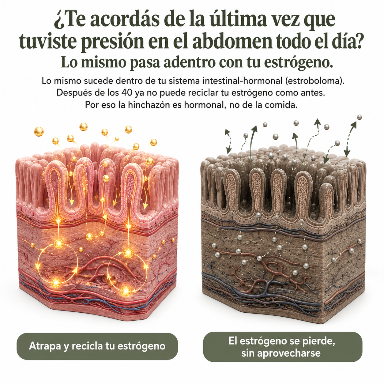 ESTRIELA- Estrobiótico Gummies